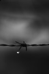Barbed Wire