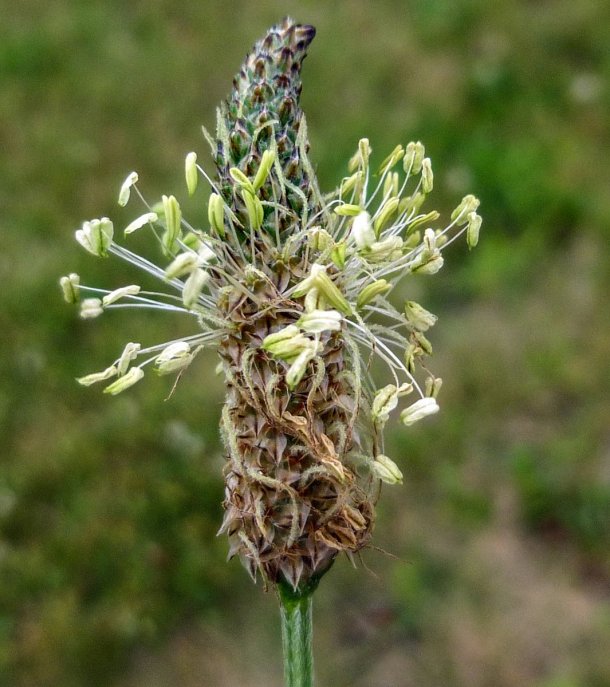 1. English Plantains