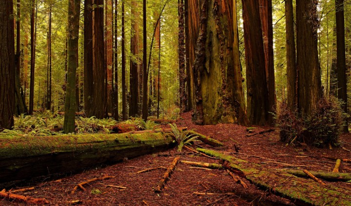 Redwood by Kevin Faber