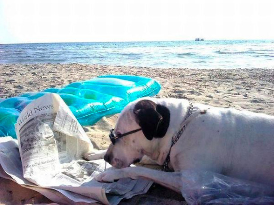 images_funny_dog_reading_newspaper_at_the_beach