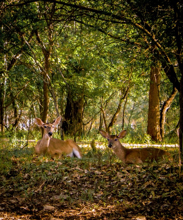 two deer-6