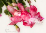 Schlumbergera truncata (Christmas&nbsp;Cactus)