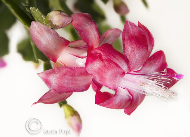 Schlumbergera truncata (Christmas Cactus)