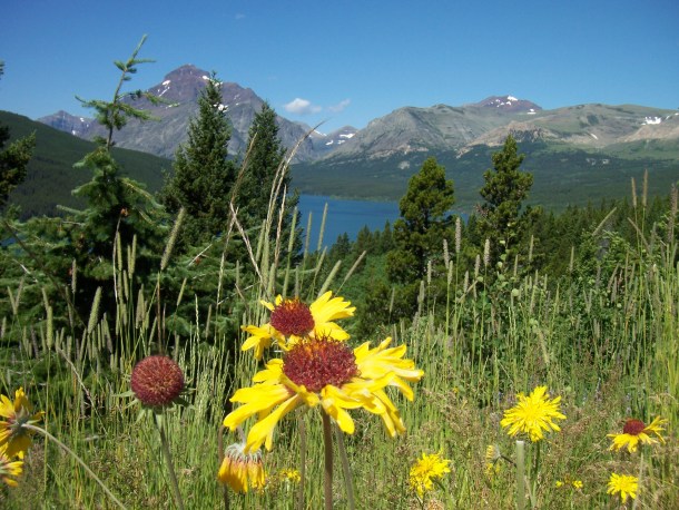 Daffodils, Lake, and Mountain in Glacier