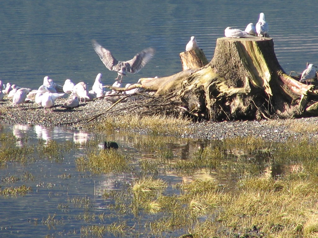 Gulls at Neurotsis Inlet