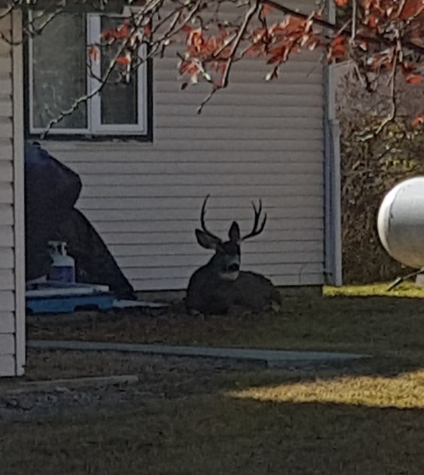 Deer Resting