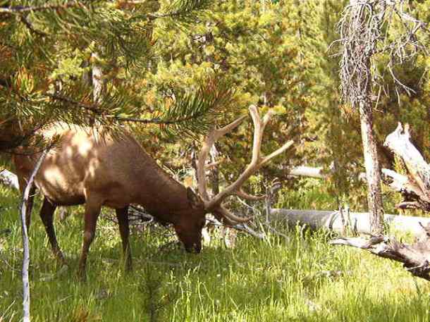 Yellowstone Elk