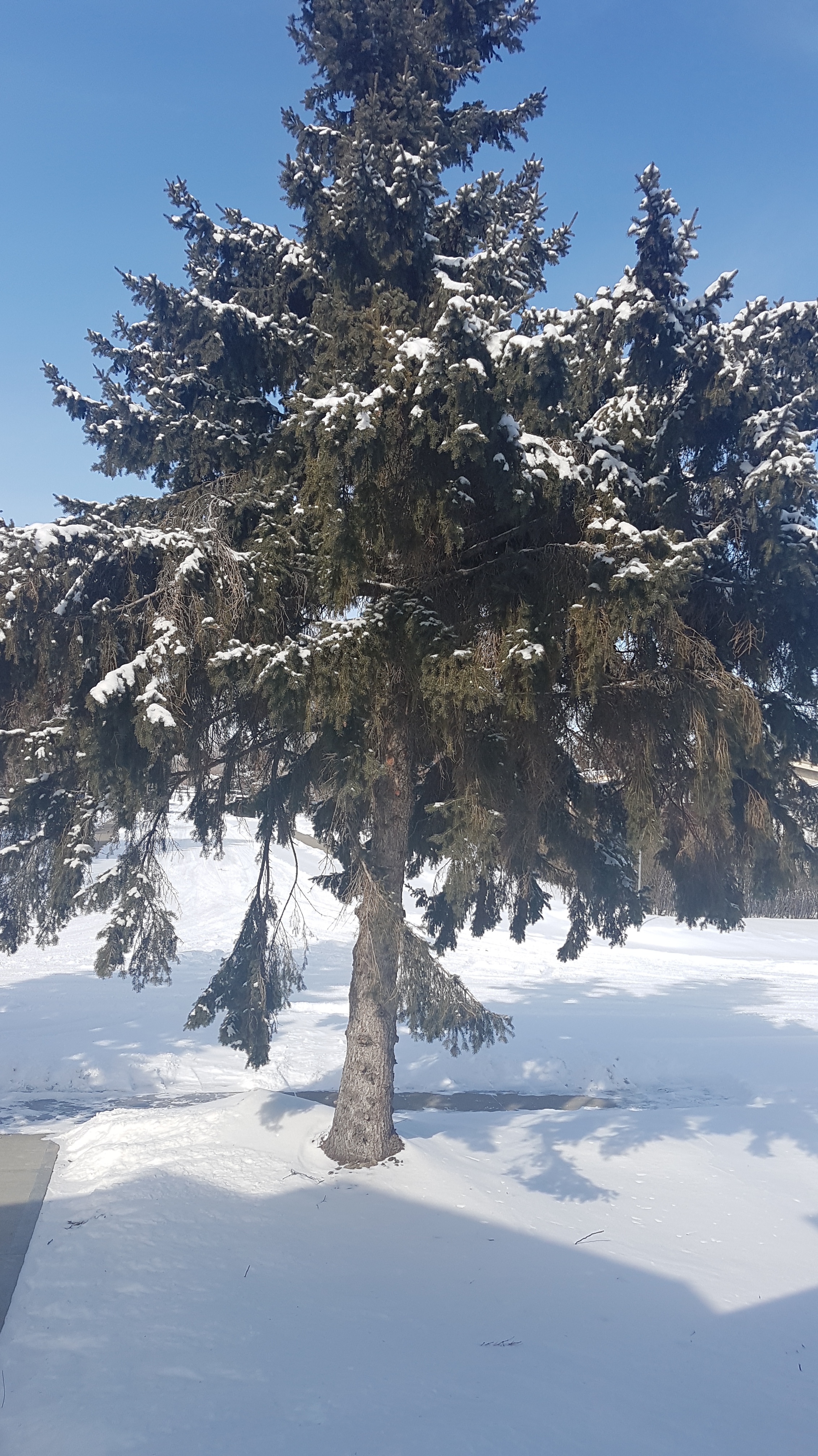 Front Yard with Fresh Snow March 31, 2020